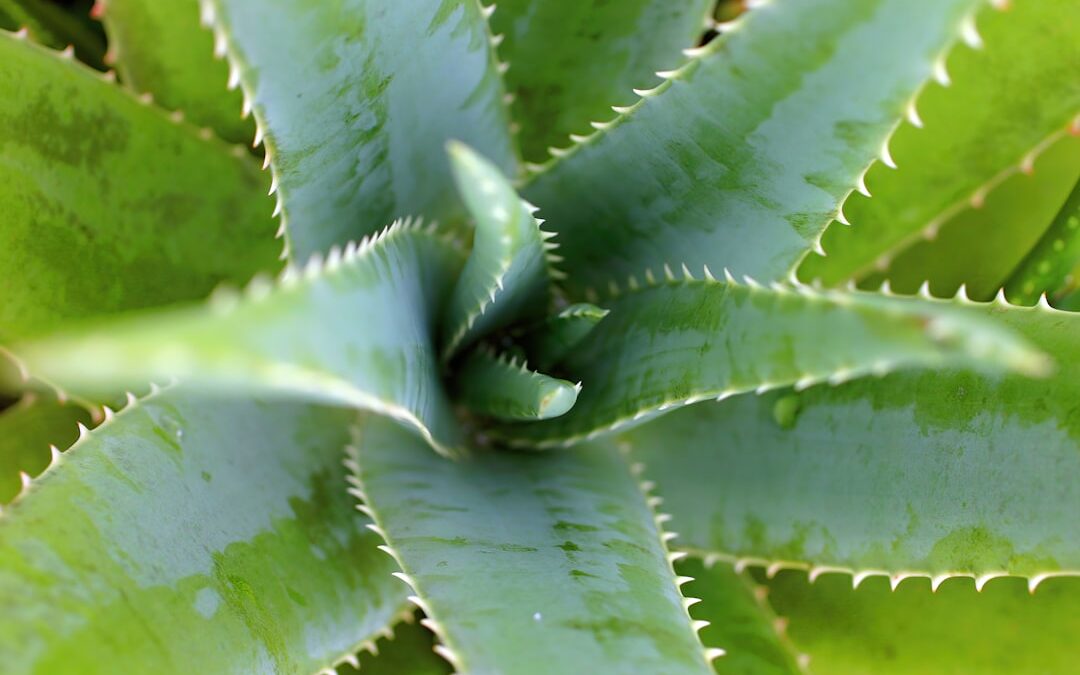 Photo Aloe vera