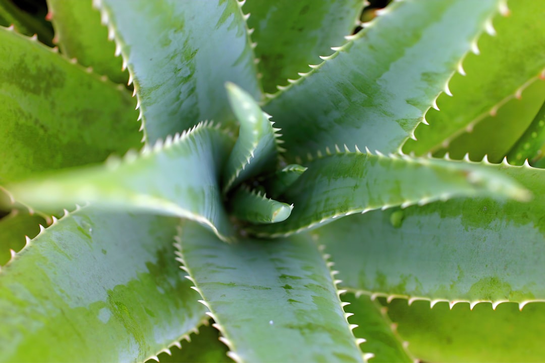 Photo Aloe vera