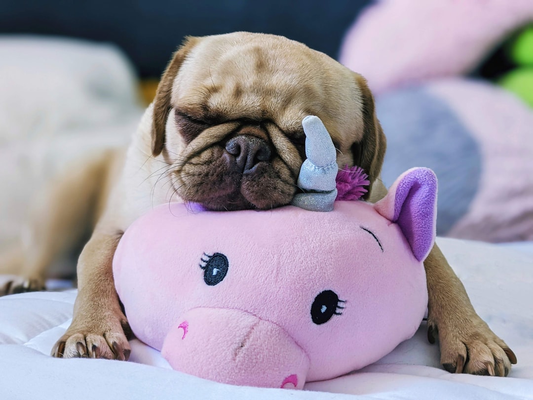 Photo Pig flu
