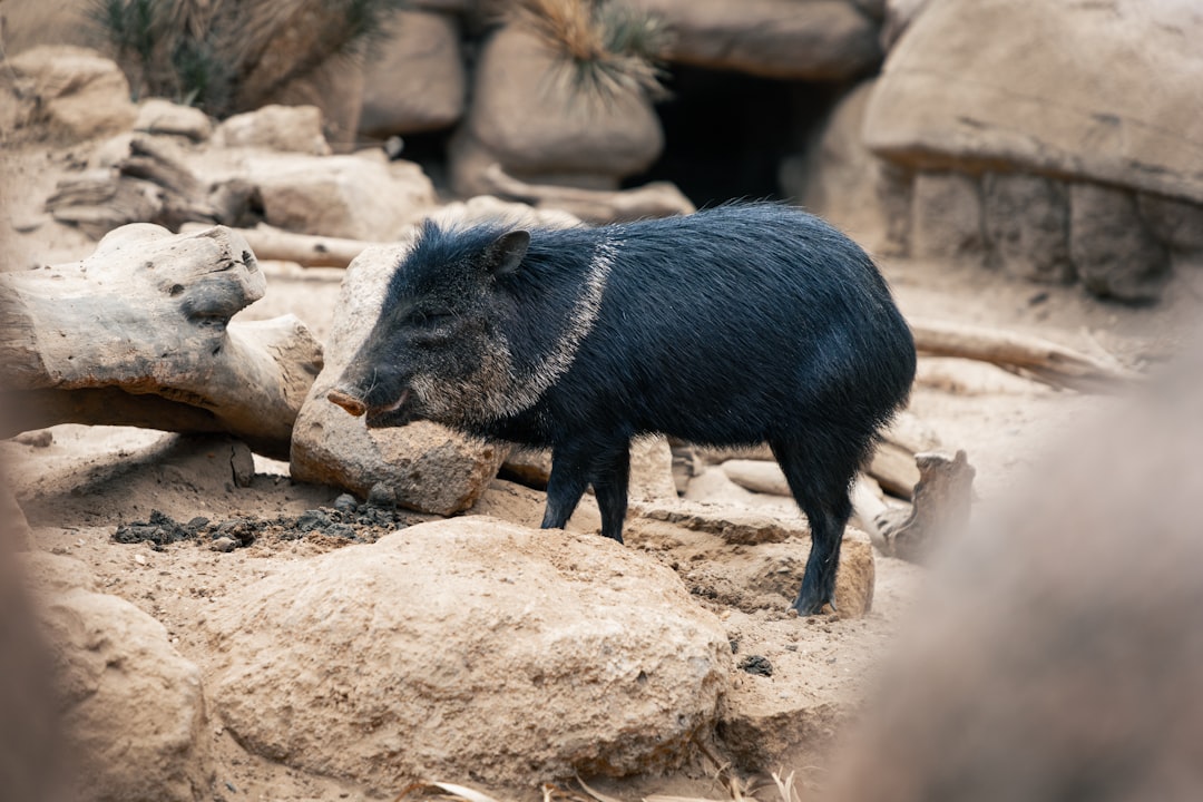 Photo Pig with thermometer