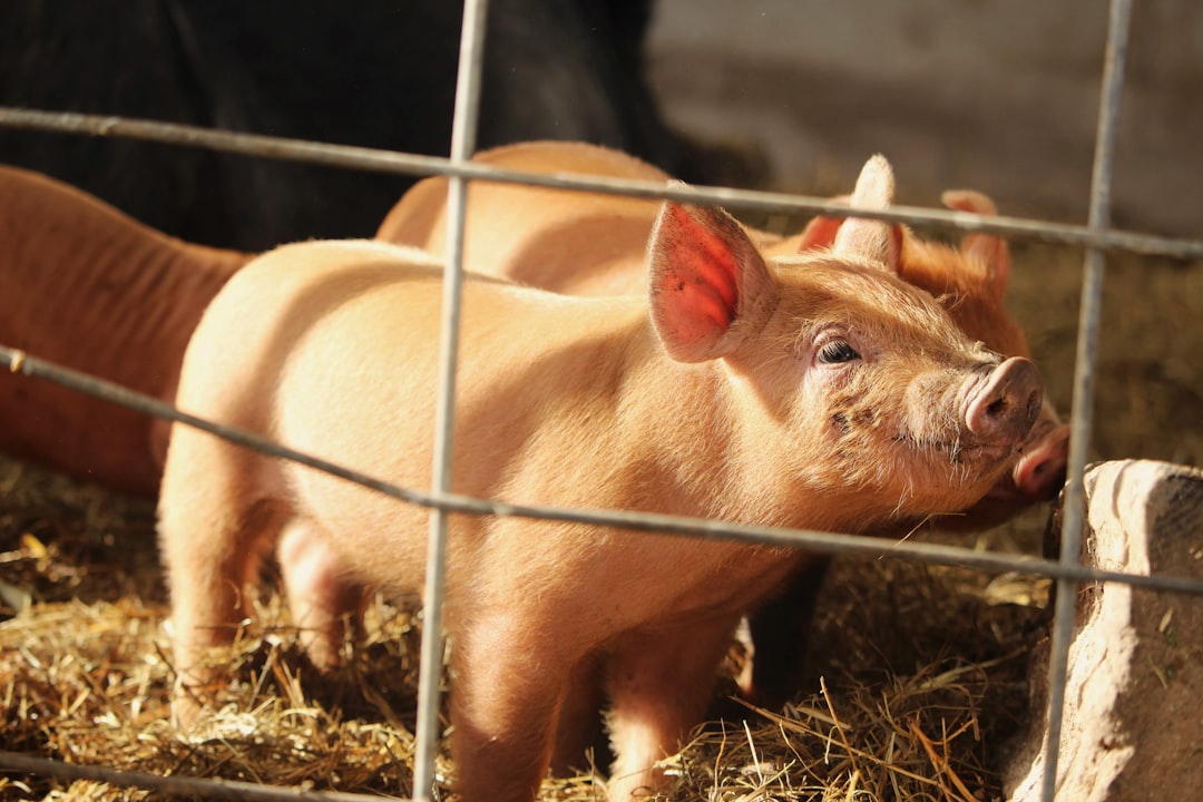 Photo Pig farm