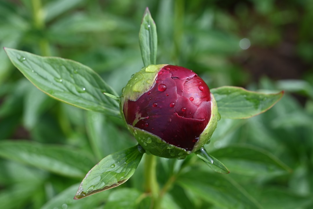 Photo Raspberry tongue