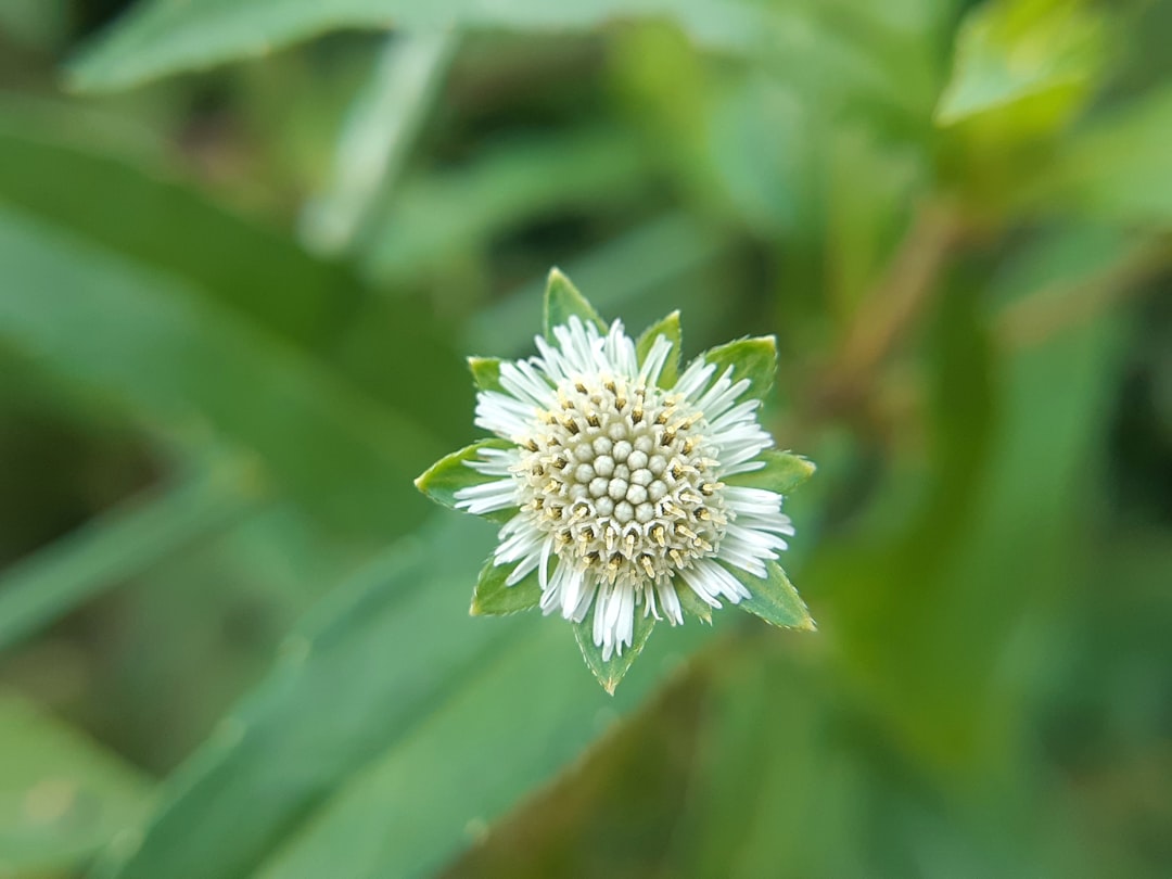 Photo Natural remedies