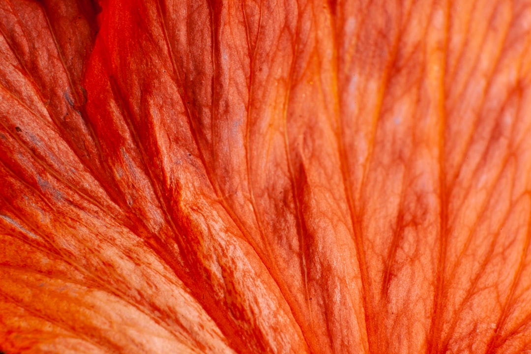 Photo Red rash