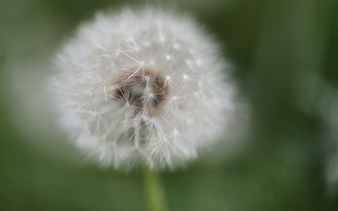 Photo Hay fever