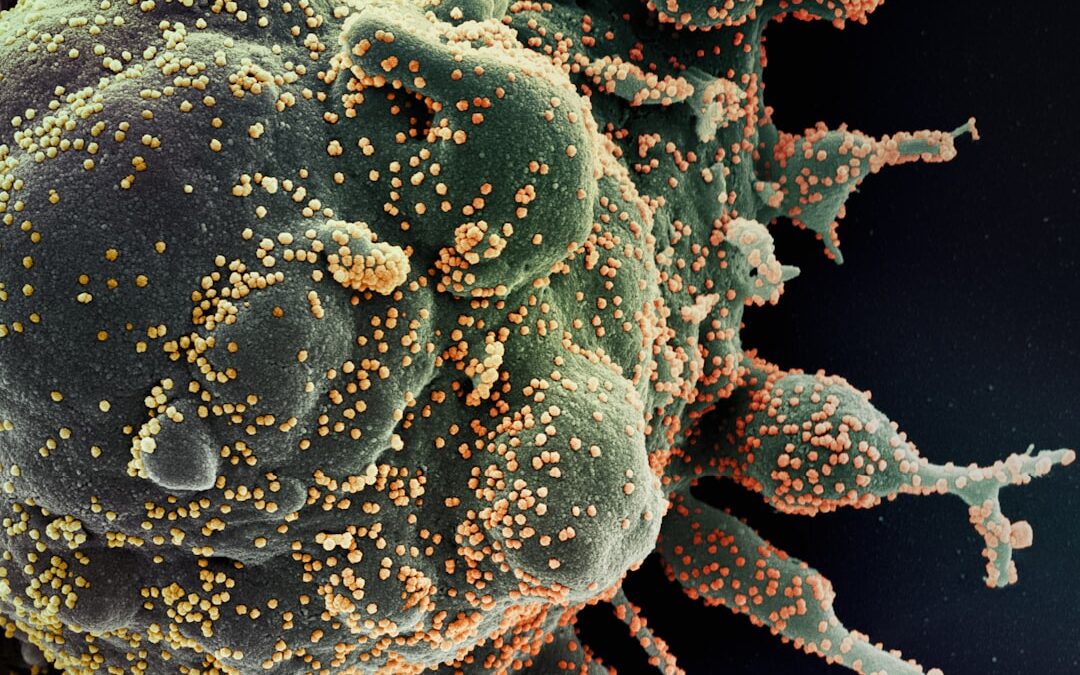 Photo Immune cells