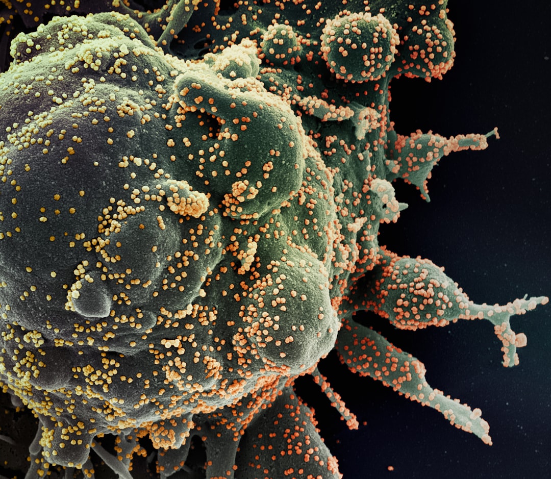 Photo Immune cells