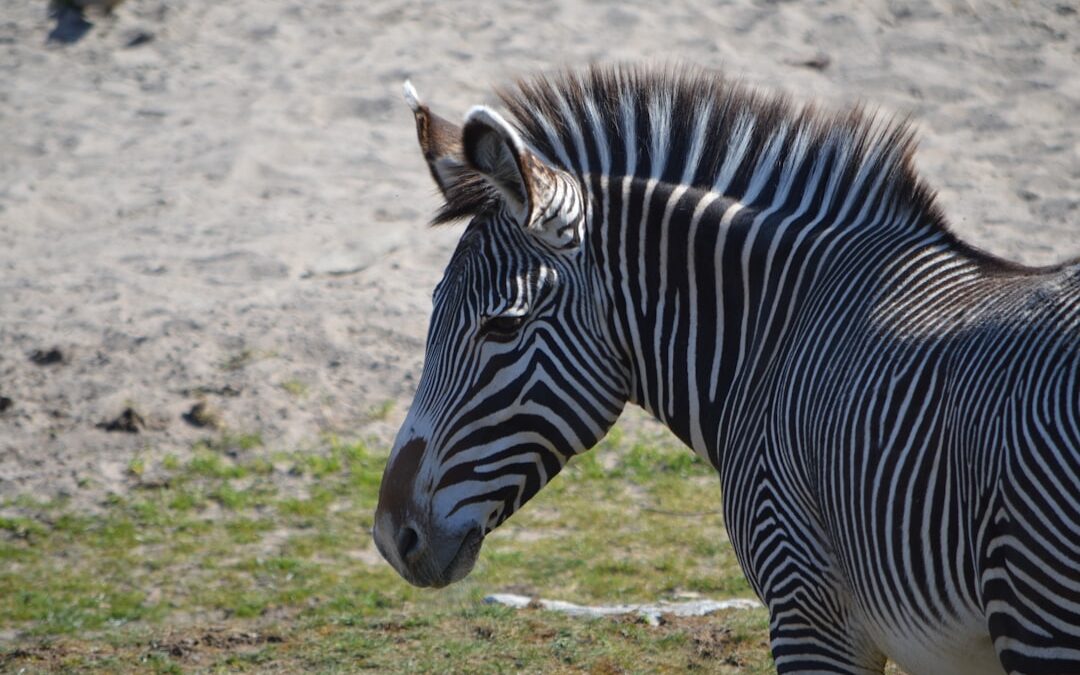 Photo Zebra print