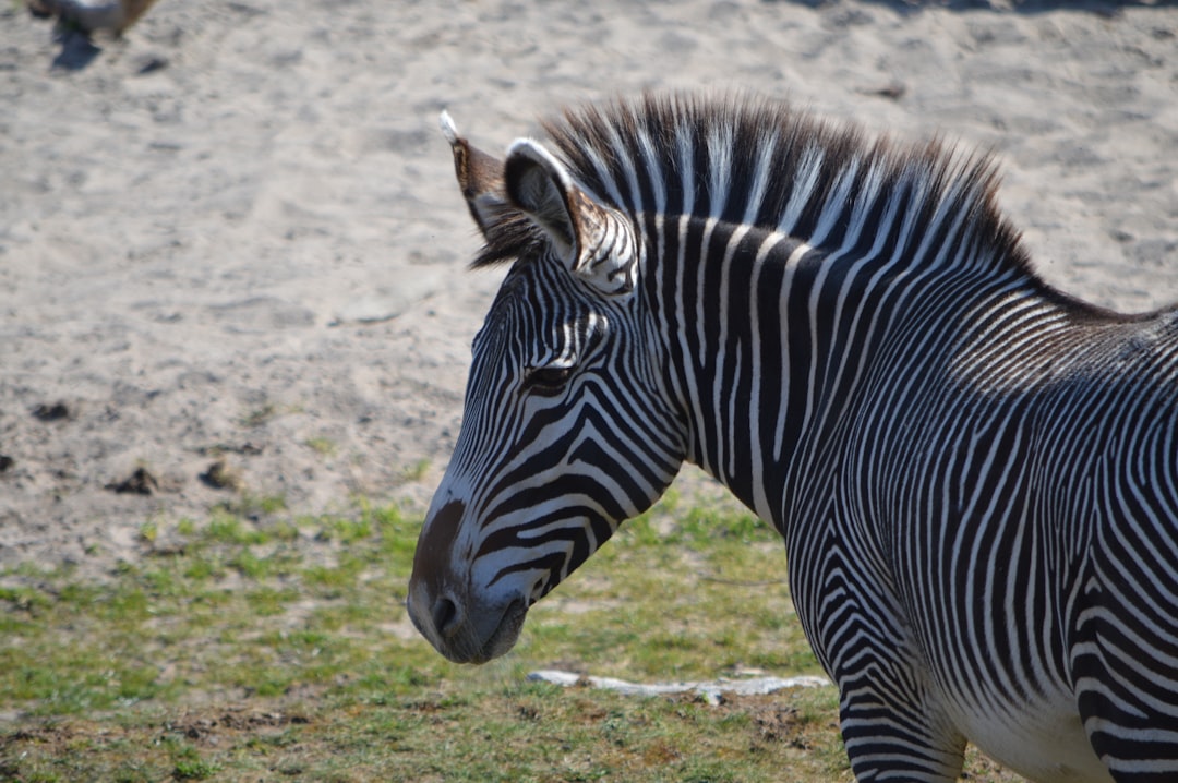 Photo Zebra print
