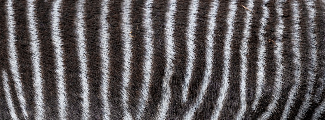 Photo Zebra stripes