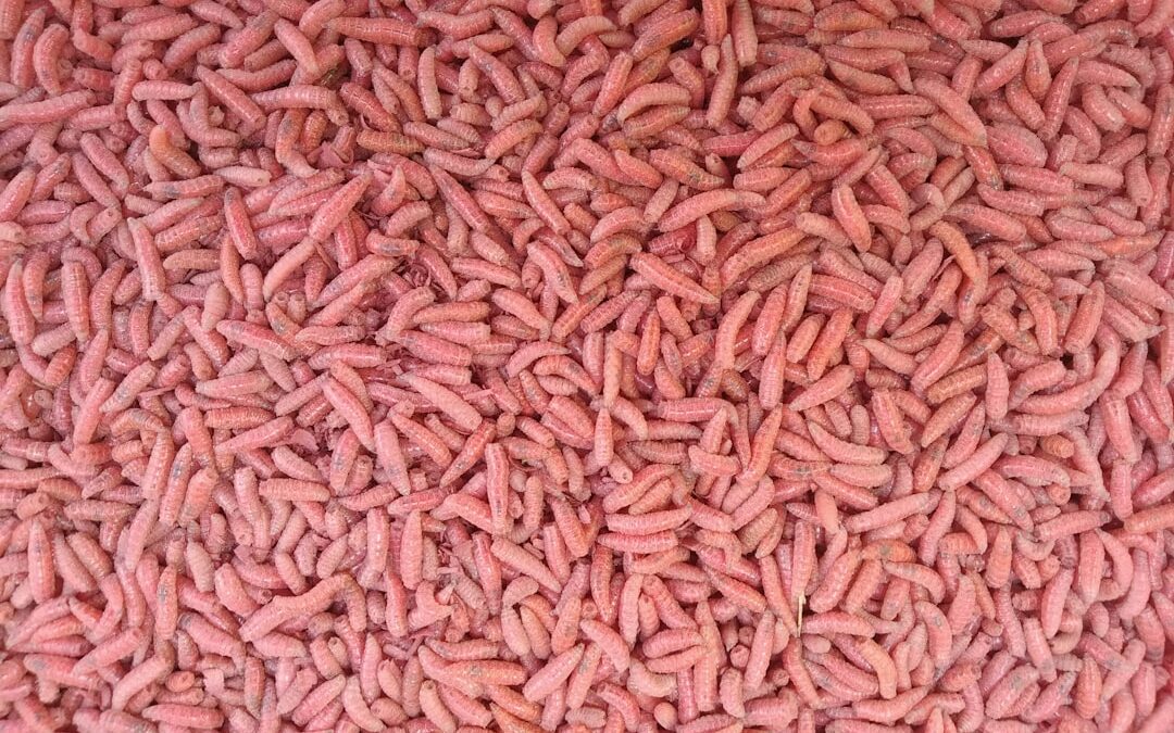 Photo Fiber supplement