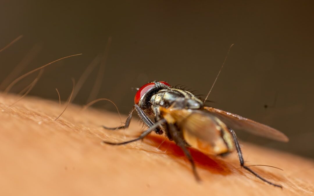 Photo Mosquito bite