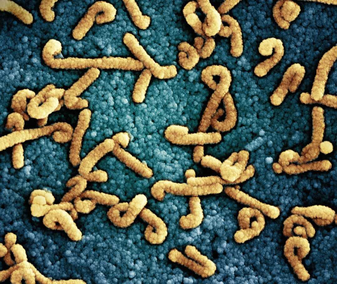 Photo Salmonella bacteria