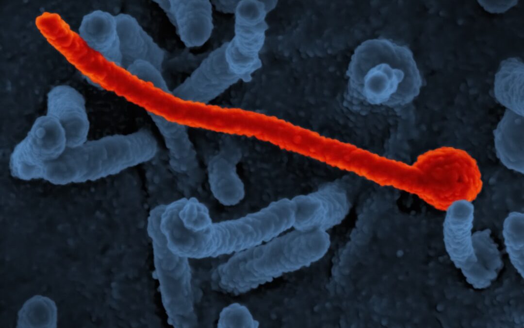 Photo Salmonella bacteria