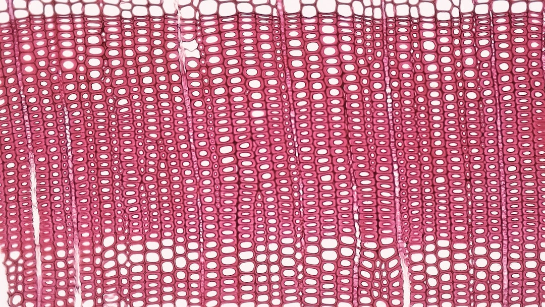 Photo Microscopic view