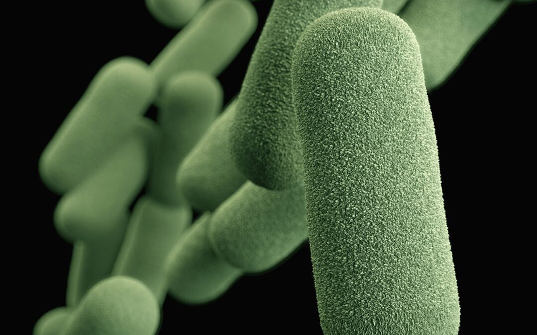 Photo Salmonella bacteria