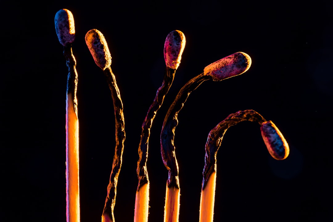 Photo Salmonella bacteria