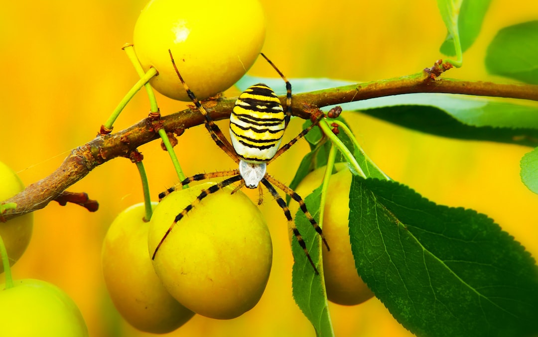 Photo Honey and lemon