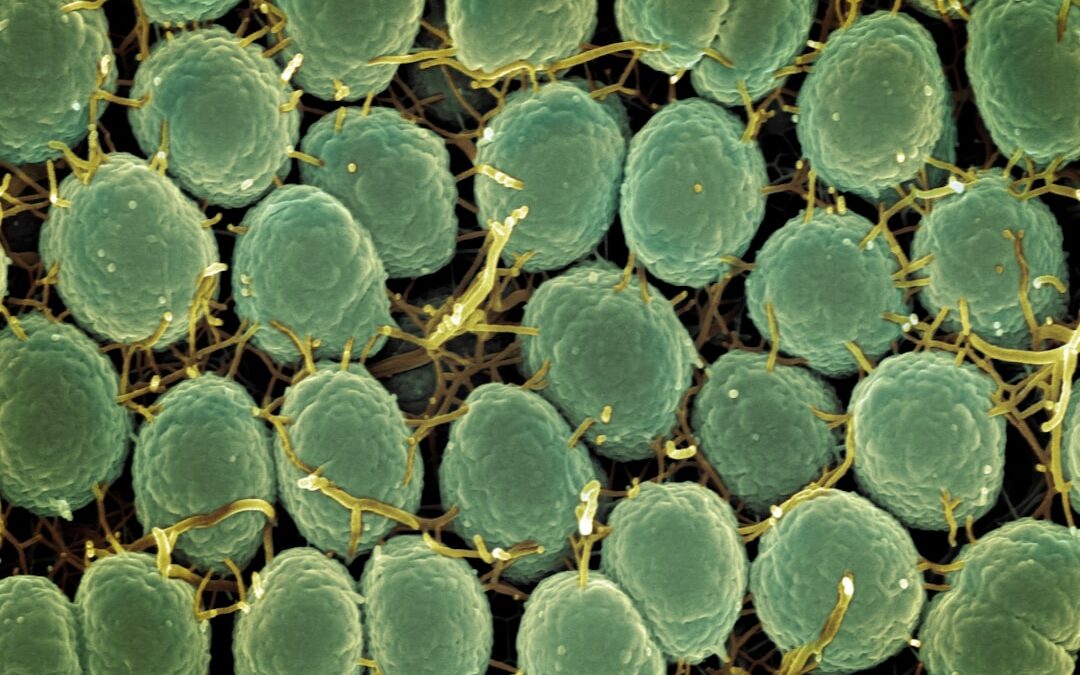 Photo Bacteria under microscope