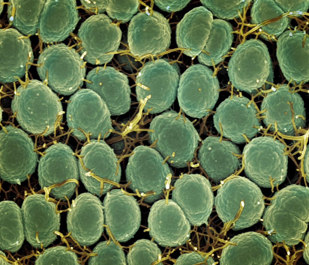 Photo Bacteria under microscope