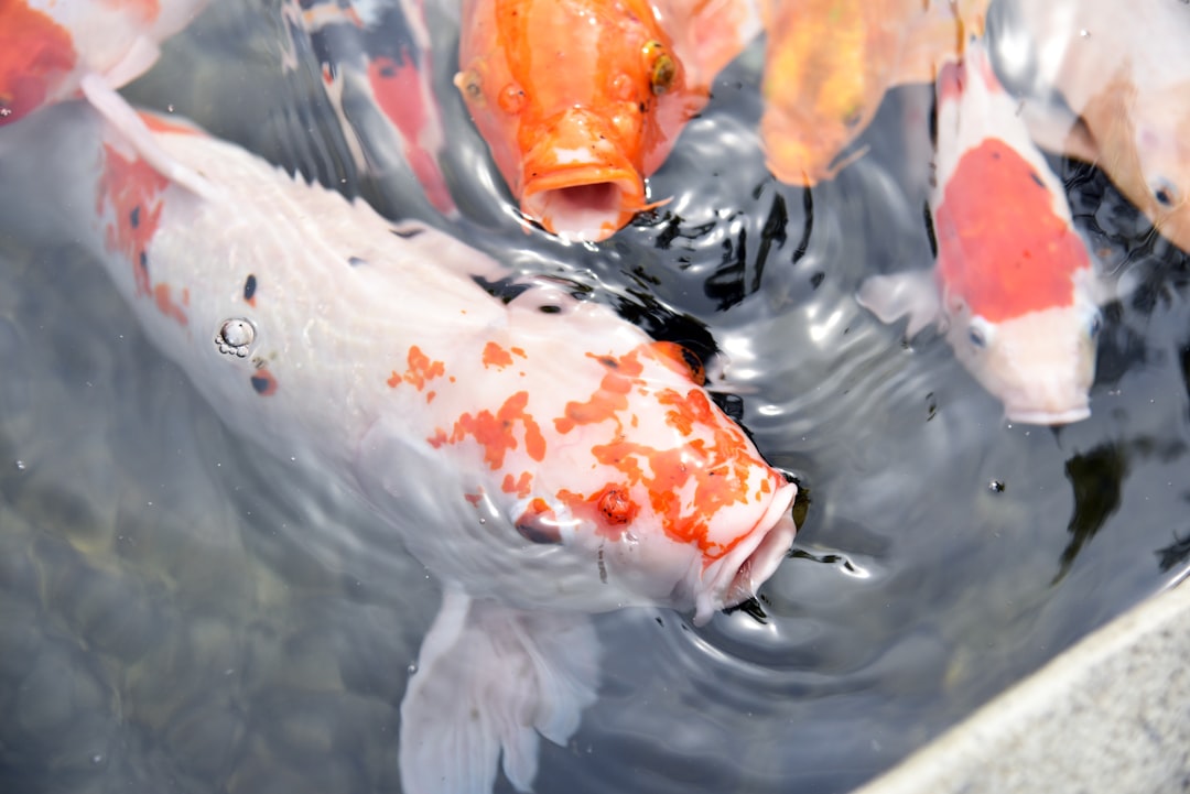 Photo Salmon fillet