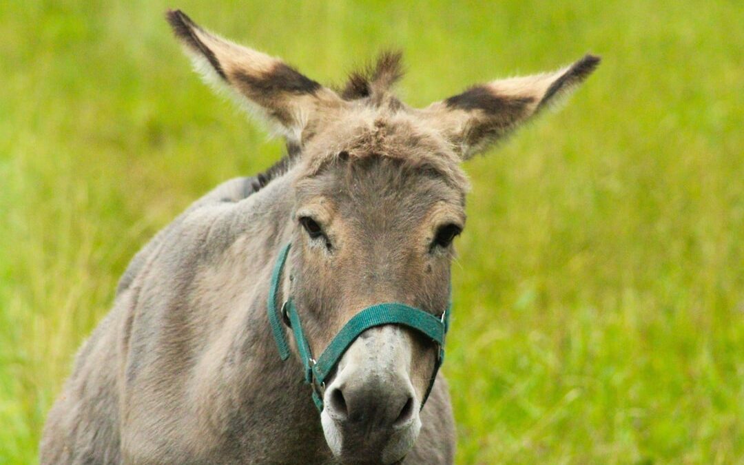 Photo Coughing donkey