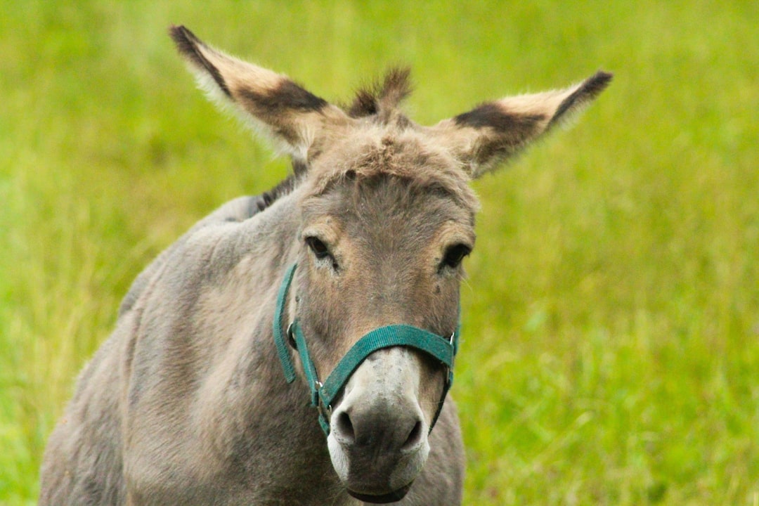 Photo Coughing donkey