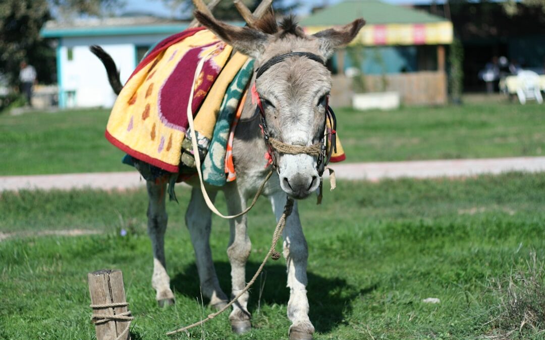 Photo Coughing donkey