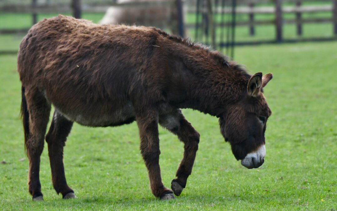 Photo Donkey cough