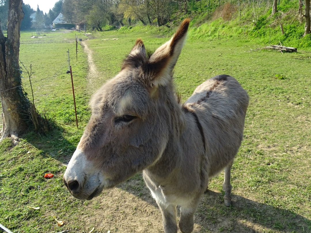 Photo Donkey braying