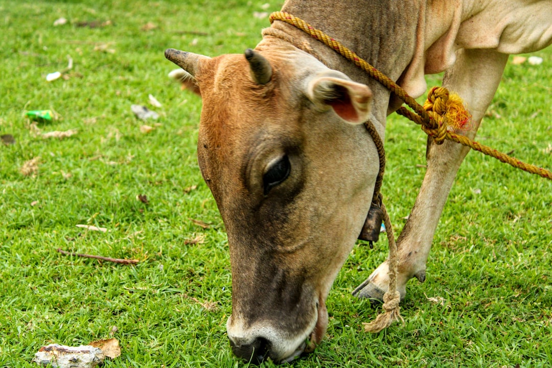 Photo Coughing donkey