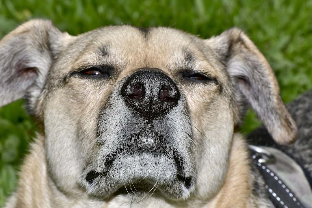 Photo Coughing dog