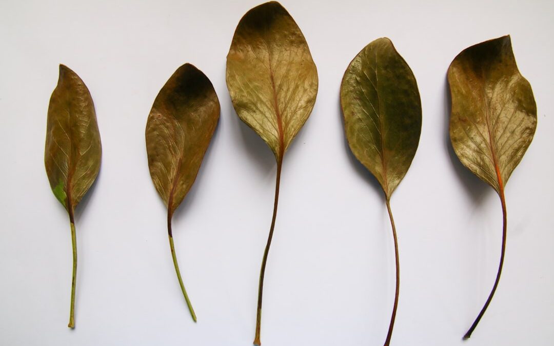 Photo Thyme leaves