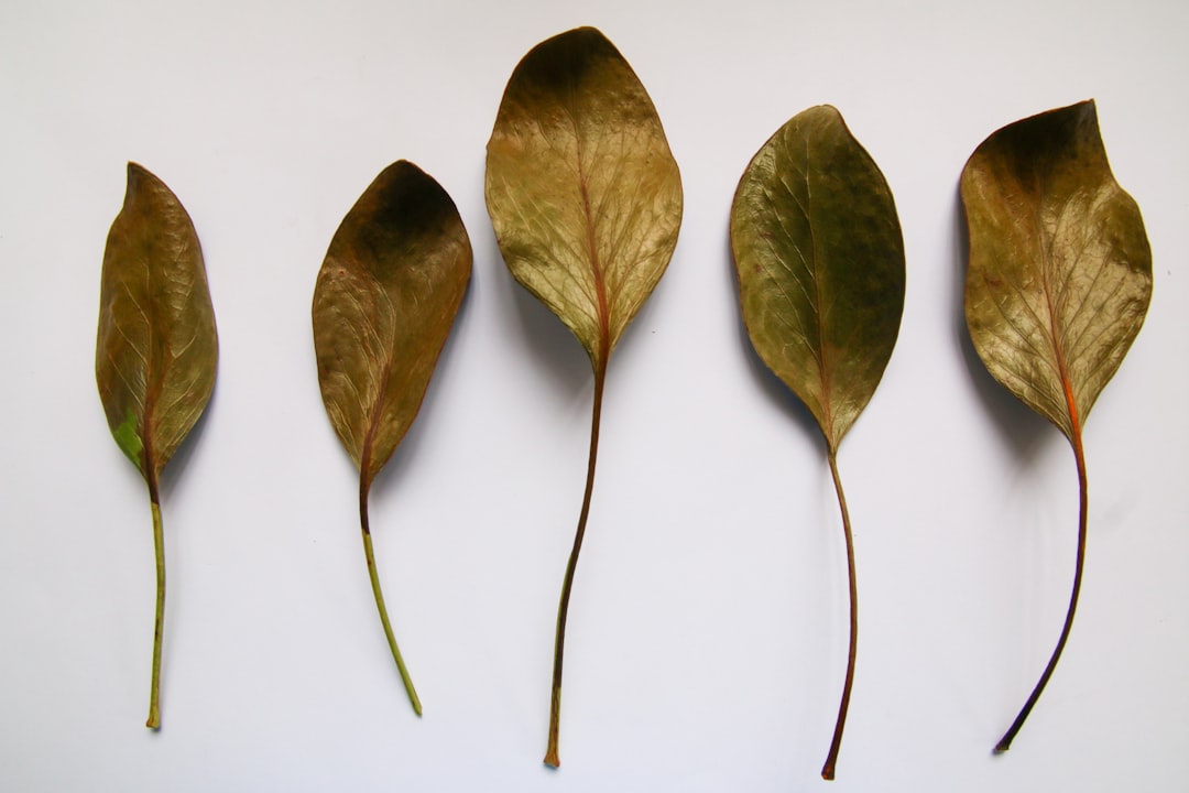 Photo Thyme leaves