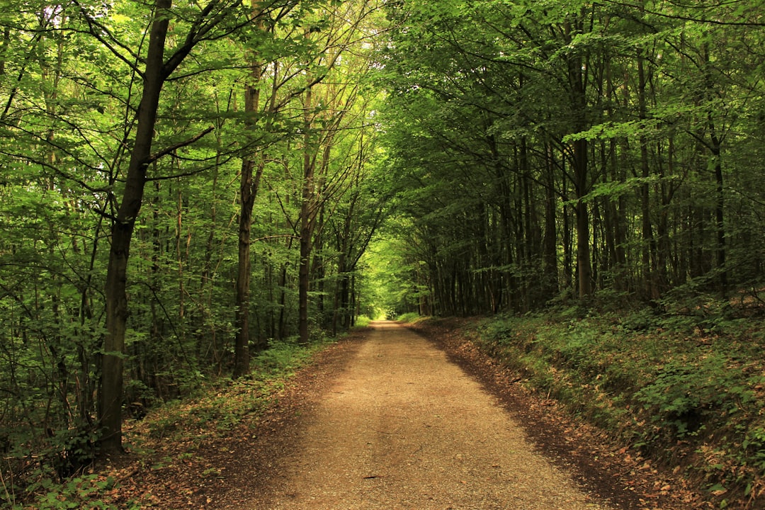 Photo Forest path