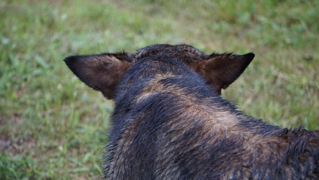 Photo Ear irrigation