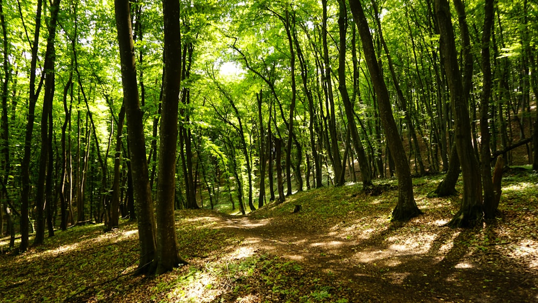 Photo Forest path
