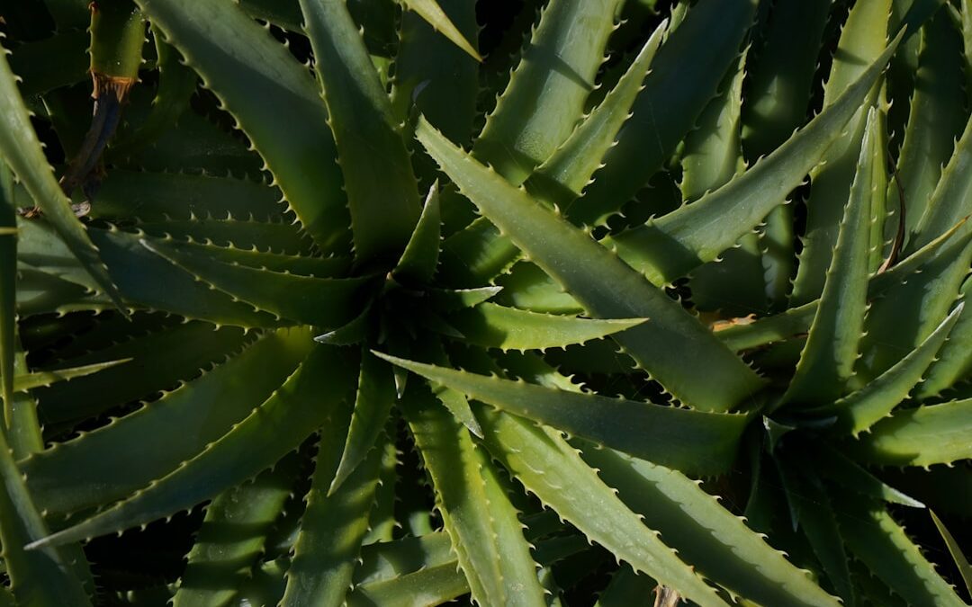 Photo Aloe vera
