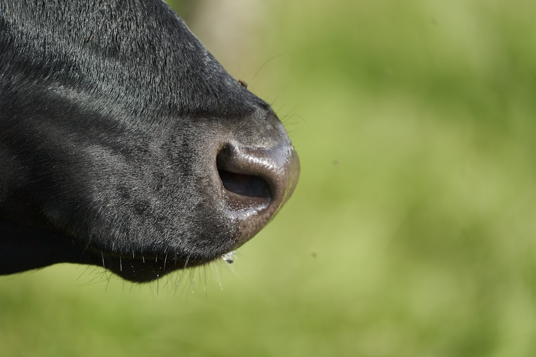 Photo Runny nose