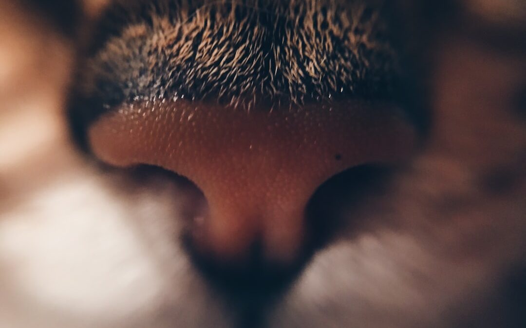 Photo Runny nose