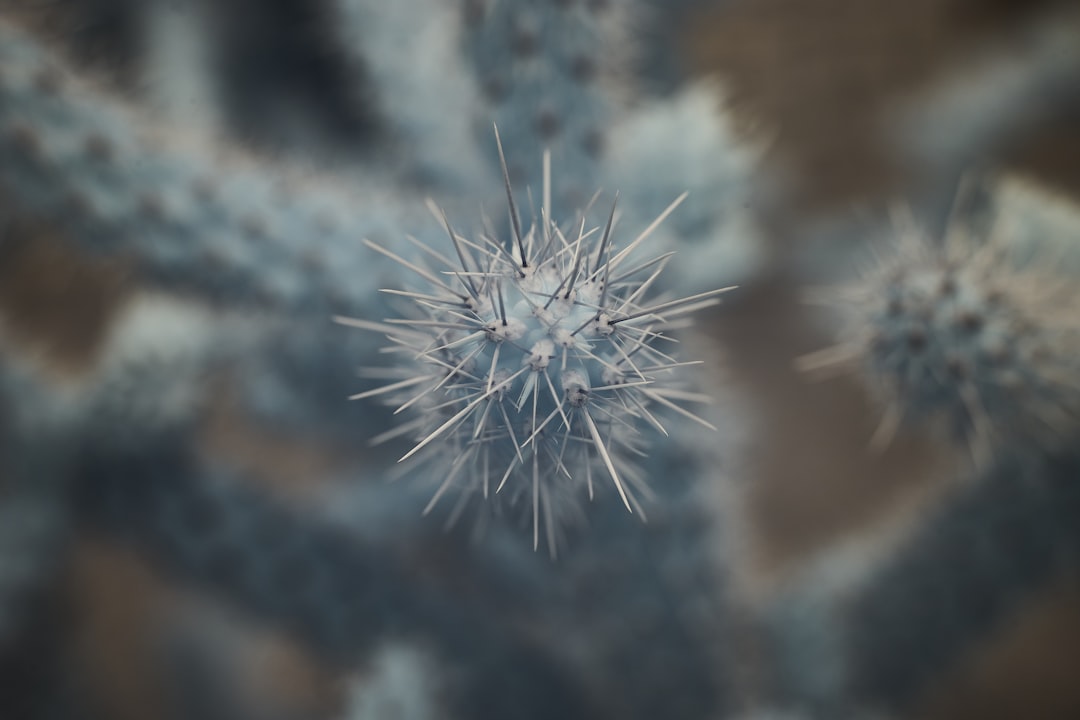 Photo Virus comparison