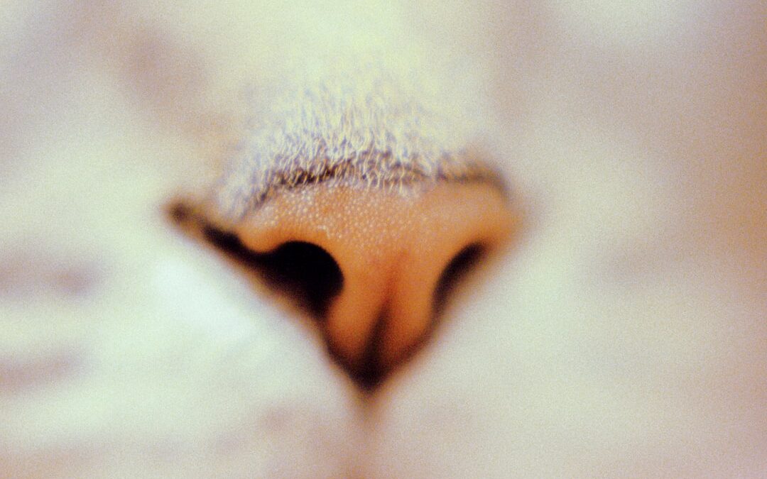Photo Runny nose