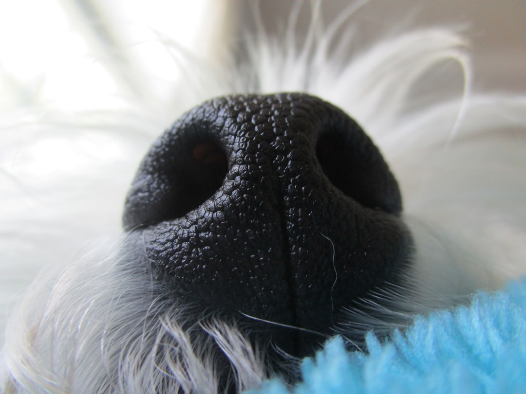 Photo Runny nose