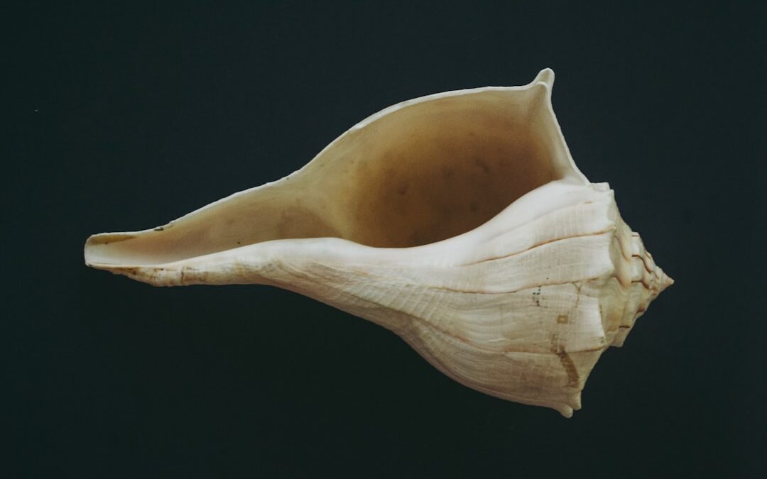 Photo Bone marrow