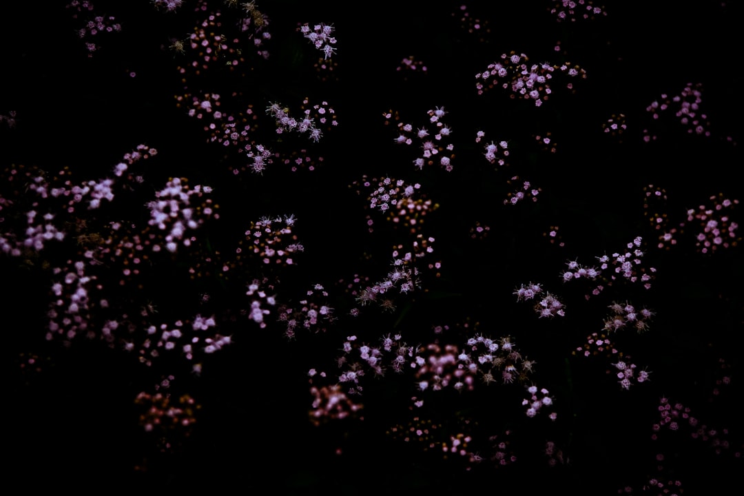Photo Lysosome dysfunction