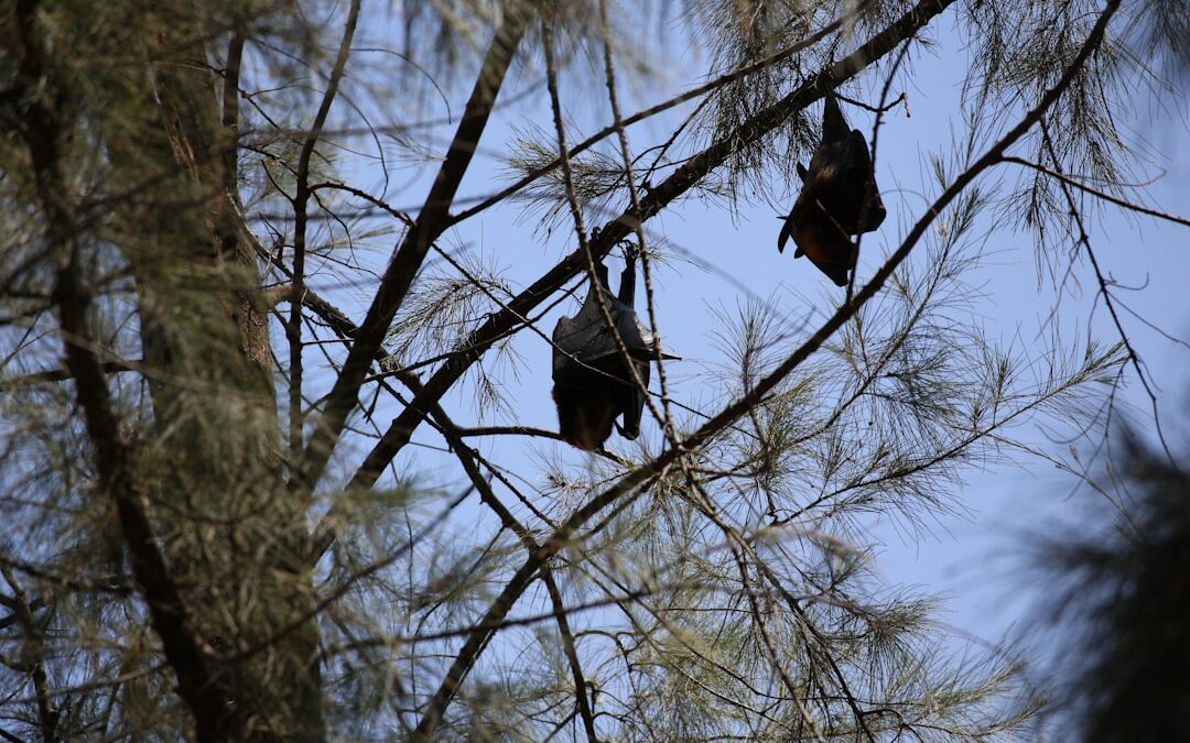 Photo Fruit bats