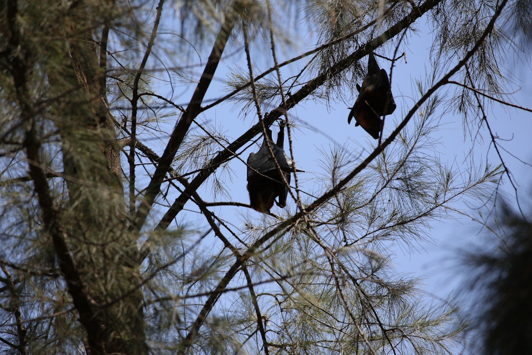 Photo Fruit bats
