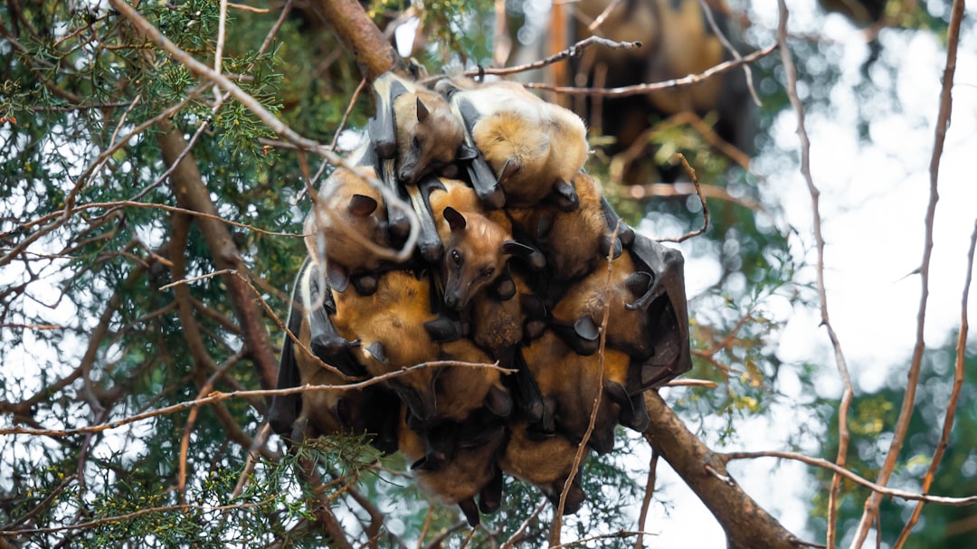 Photo Fruit bats