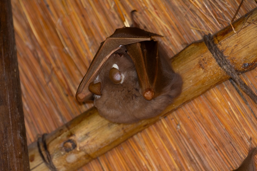 Photo Fruit bats