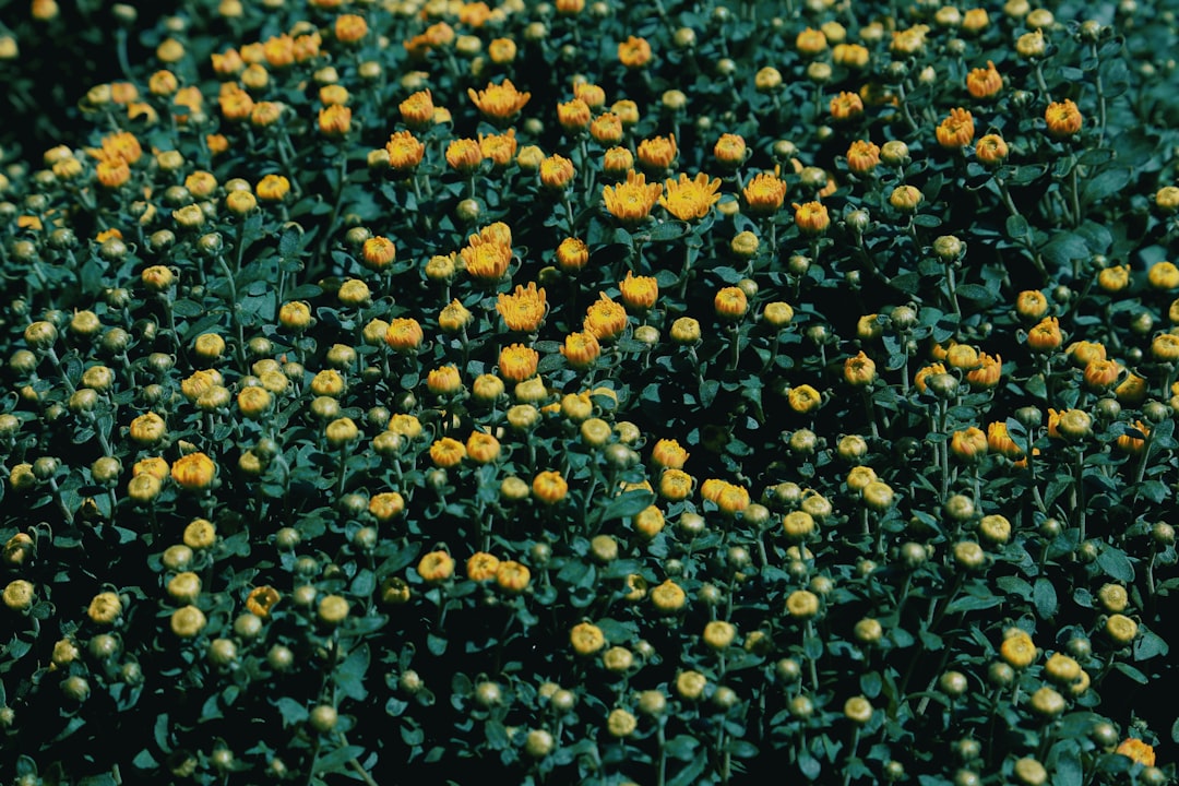 Photo Pollen-covered pillow